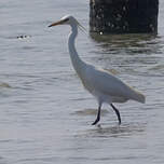 Aigrette de Chine