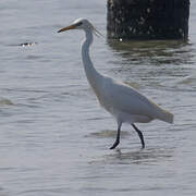 Chinese Egret