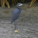 Aigrette des récifs