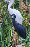 Aigrette dimorphe