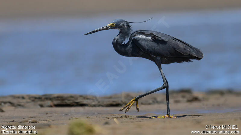 Aigrette dimorphe