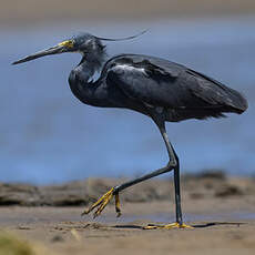 Aigrette dimorphe