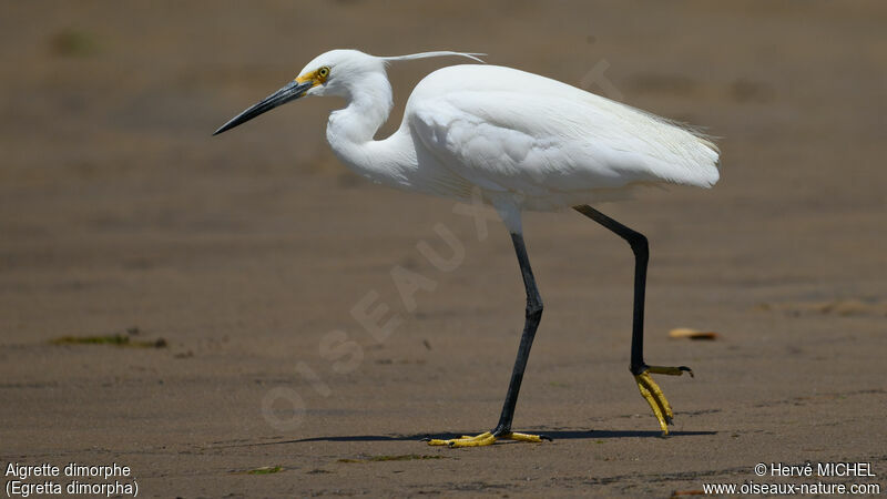 Aigrette dimorphe