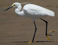 Aigrette dimorphe