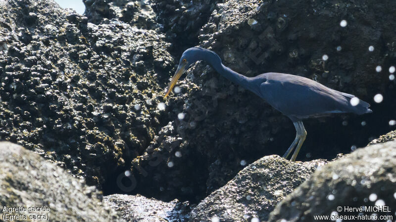 Pacific Reef Heron