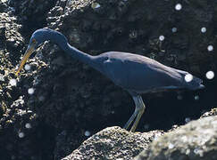 Pacific Reef Heron