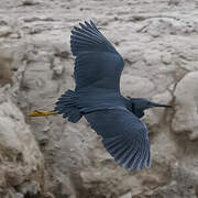 Slaty Egret