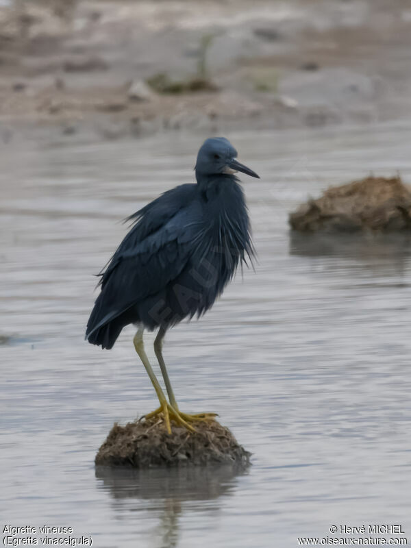 Aigrette vineuse