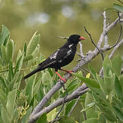 Red-billed Buffalo Weaver