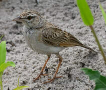 Pink-billed Lark