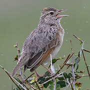 Rufous-naped Lark