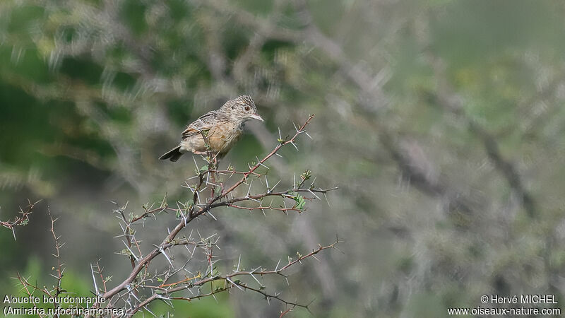 Flappet Lark male adult breeding