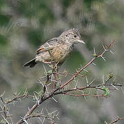 Flappet Lark