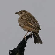 Flappet Lark