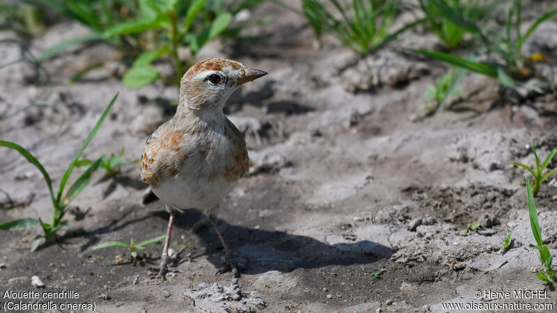 Red-capped Lark