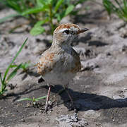 Red-capped Lark