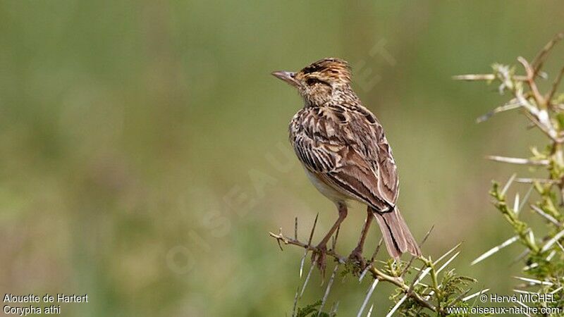 Sentinel Lark male adult breeding, pigmentation, Behaviour