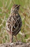 Sentinel Lark