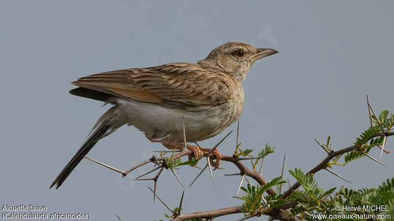 Fawn-colored Lark