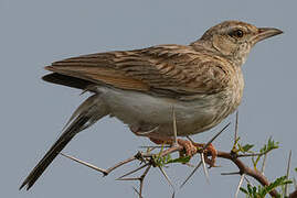 Fawn-colored Lark