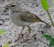 Fawn-colored Lark