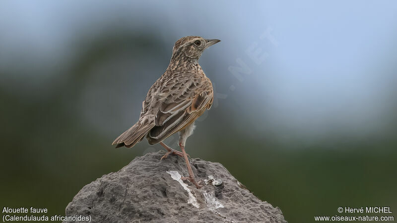 Fawn-colored Lark