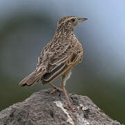 Fawn-colored Lark