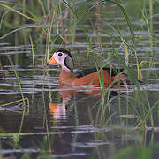 African Pygmy Goose