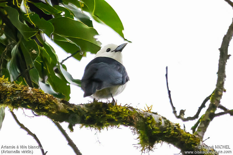 White-headed Vanga