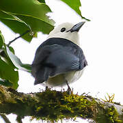 White-headed Vanga