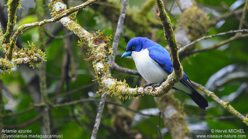 Madagascar Blue Vanga