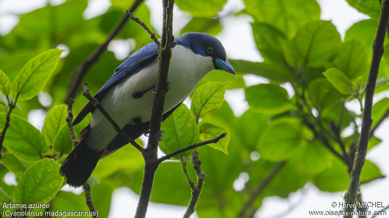 Madagascar Blue Vanga