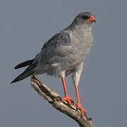 Pale Chanting Goshawk