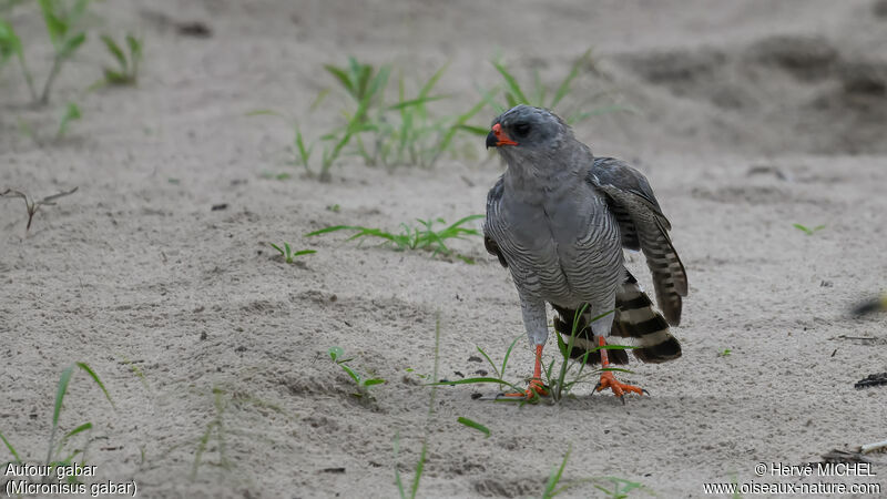 Gabar Goshawk