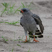 Gabar Goshawk