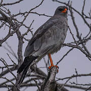 Dark Chanting Goshawk