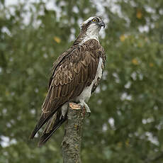 Balbuzard pêcheur