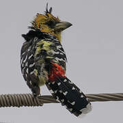 Crested Barbet