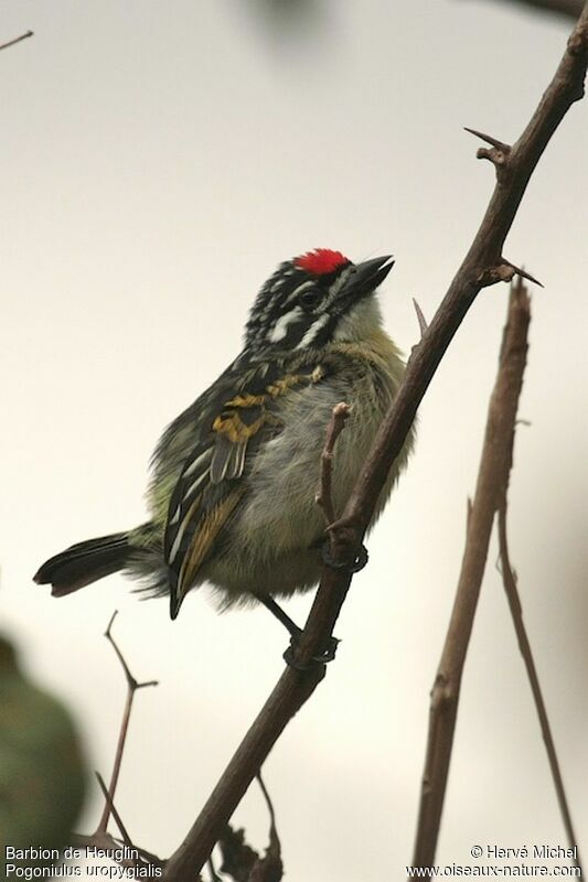 Northern Red-fronted Tinkerbirdadult