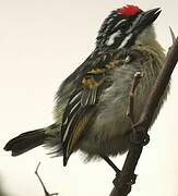 Northern Red-fronted Tinkerbird