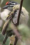 Northern Red-fronted Tinkerbird