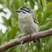 Northern Red-fronted Tinkerbird