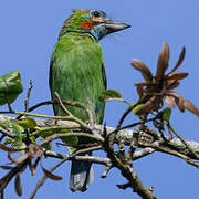 Blue-eared Barbet