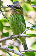 Green-eared Barbet