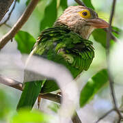 Lineated Barbet