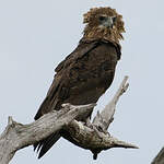 Bateleur des savanes