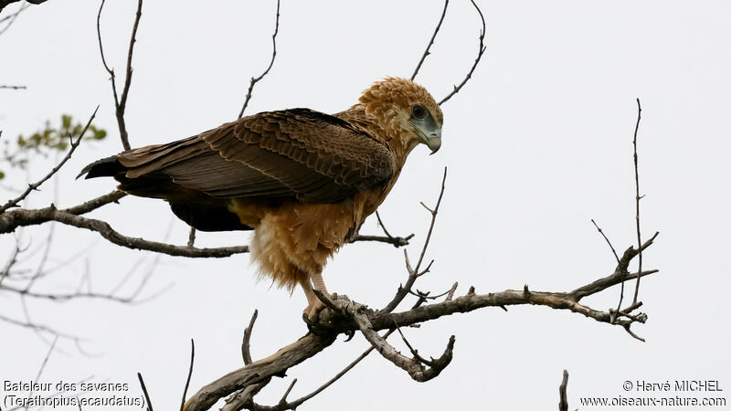 Bateleur des savanesimmature