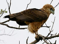 Bateleur des savanes