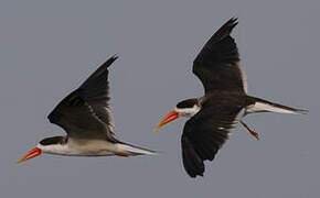 African Skimmer