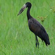 African Openbill